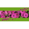 Mikrofaser Sporttuch / Strandtuch "Blumen"